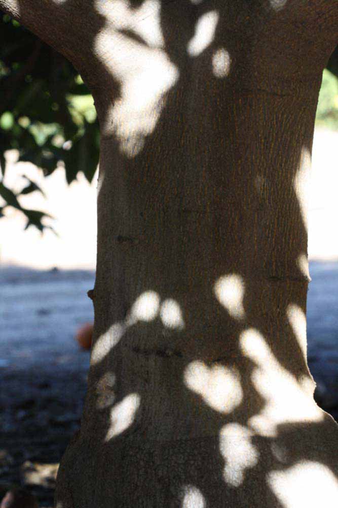              Bark (Riverside, CA)       